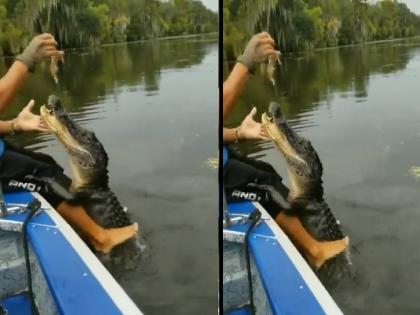 Crocodile Shocking Video: Man Sitting with his feet in the water, a crocodile came up; See what happened next... | युवक पाण्यात पाय टाकून बसलेला, तेवढ्यात अंगावर आली मगर; पाहा पुढे काय झालं...