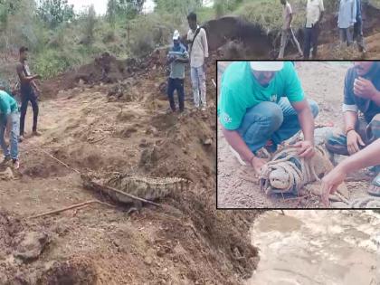 Attempt to bury a crocodile that had taken shelter in a well alive in Agrni Dhulgaon Sangli | Sangli: विहिरीत मुक्काम ठोकलेल्या मगरीला जिवंत गाडण्याचा प्रयत्न, प्राणीमित्रांनी केली सुटका Attempt to bury a crocodile that had taken shelter in a well alive in Agrni Dhulgaon Sangli | Sangli: विहिरीत मुक्काम ठोकलेल्या मगरीला जिवंत गाडण्याचा प्रयत्न, प्राणीमित्रांनी केली सुटका