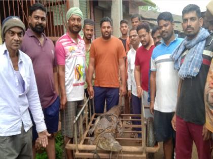 Youth catch crocodile on river bank in Charan Sangli | Sangli: चरणमध्ये नदी काठावर तरुणांनी पकडली मगर, बघ्यांची मोठी गर्दी