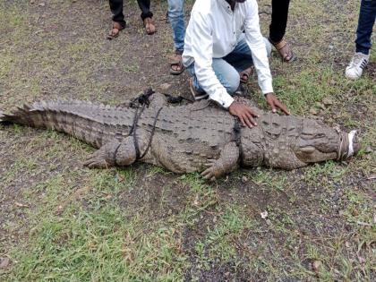 An atmosphere of fear in Brahmawadi as a nine feet long, 150 kg crocodile entered the farm directly  | नऊ फूट लांब, १५० किलो वजनाची मगर थेट शेतात घुसल्याने ग्रामस्थ भयभीत