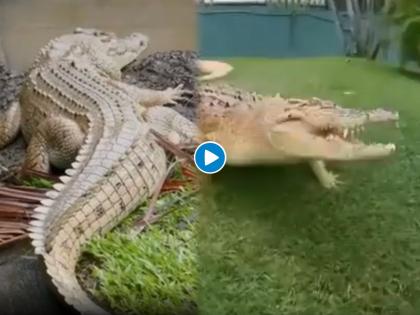 crocodile attack man who tries to feed her video goes viral on social media | आरंर खतरनाक! मगरीला स्वत:च्या हाताने जेवण भरवायला गेला अन् मगरीने केला जीवघेणा हल्ला