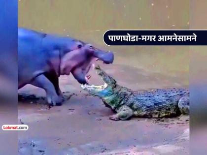 crocodile hippo fight video goes viral social media people shocked trending | VIDEO: बापरे... मगर आणि पाणघोडा आले समोरासमोर, दोघांमध्ये तुफान जुंपली... कोण जिंकलं?