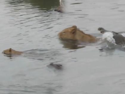 fight between crocodile and lioness shocking video goes viral on internet | Viral Video: सिंह आणि मगरीची पाण्यात तुफान लढाई, लढाईचा हा थरार कॅमेऱ्यात कैद, पाहा शेवट काय झाला...