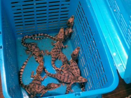 The court canceled the bail for both the smugglers, who were smuggled with crocodiles | मगरीच्या पिल्लांसह कासवांची तस्करी करणाऱ्या दोघांचा जामीन सत्र न्यायालयाकडून रद्द