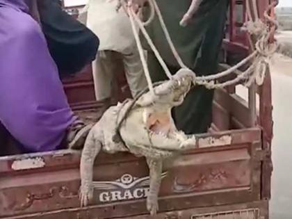 pakistan peoples gave heart wrenching punishment to crocodile killing him with axe | मगरीनं जिवंत बकरी खाल्ली; गावकऱ्यांनी घेतला भयानक बदला, घटनेची पंचक्रोशीत चर्चा