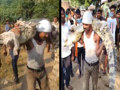 video: 20 feet alligator entered the village; The young man took him on his shoulders and released him safely into the river | video: गावात शिरली 20 फुटी मगर; तरुणाने पकडून खांद्यावर घेतले अन् सुखरुप नदीत सोडले...