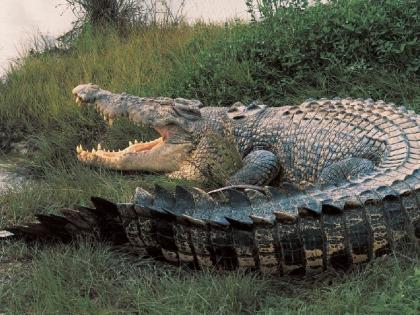 Brother fought with crocodile to save his sister | 9 वर्षीय बहिणीचा जीव वाचवण्यासाठी भाऊ मगरीशी भिडला, जबड्यातून पाय बाहेर काढला...