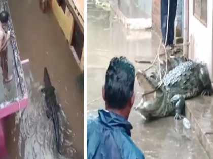 Madhya Pradesh Rain: Crocodile Enters Residential Colony: huge crocodile came with rainwater in Shivpuri madhya Pradesh, see Video... | Crocodile Viral Video: पावसाच्या पाण्यासोबत अजस्त्र मगरीचे आगमन; नागरिकांमध्ये भीतीचे वातावरण, पहा Video...