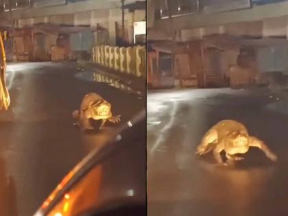 Free movement of crocodiles on the streets in Chiplun | VIDEO : चिपळुणात मुख्य रस्त्यावर मगरींचा होतोय मुक्तसंचार