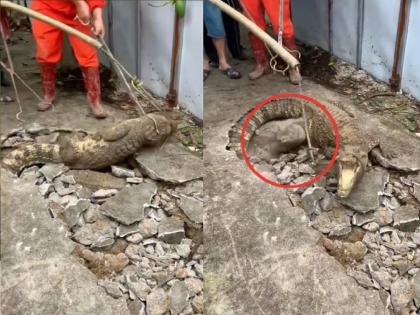 Crocodile under floor Video: Terrible noise coming from house; Suddenly 3 huge crocodiles came from floor | Video: घरातून येऊ लागला भयानक आवाज; अचानक फरशी फोडून निघाल्या 3 अजस्त्र मगरी