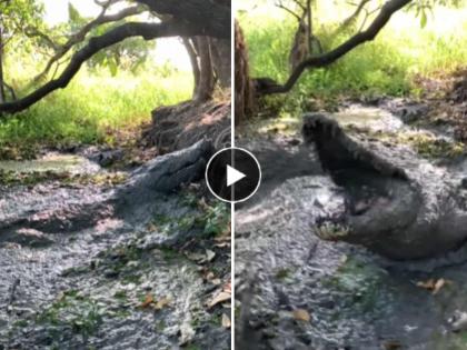 viral video of crocodile patiently waited in mud suddenly attacks on cameraman social media trending | Video: बापरे..! चिखलात लपलेल्या मगरीने अचानक उघडला जबडा अन् पुढे जे घडलं...