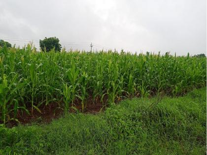 Wet rains save crops, but water reservoirs are empty in Aurangabad | भीजपावसाने पिकांना जीवदान, मात्र जलसाठे रिकामेच