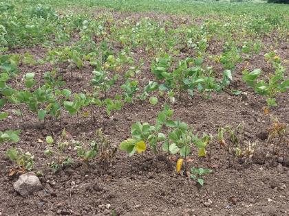 Farmers' anxiety increased; As the rains stopped, the crops in the fields started drying up | शेतकऱ्यांची चिंता वाढली; पावसाचा खंड पडल्याने शेतातील पिके सुकू लागली