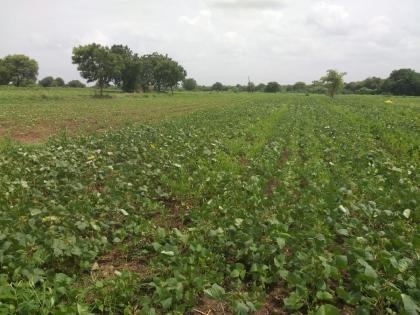 The concern of the farmers increased, due to the lack of rain, the crops failed | पावसाची उघडीप, पिकांनी माना टाकल्याने शेतकऱ्यांची चिंता वाढली