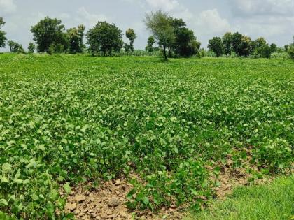 The lowest rainfall in the decade in August! Crops failed due to lack of water | ऑगस्टमध्ये दशकातील सर्वांत कमी पावसाची नोंद ! पाण्याच्या कमतरेमुळे पिकांनी माना टाकल्या