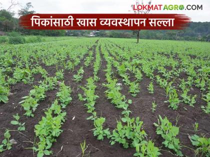 latest news Krushi Salla: Read important agricultural advice for farmers in Marathwada in detail | Krushi Salla : मराठवाड्यातील शेतकऱ्यांसाठी महत्त्वाचा कृषी सल्ला वाचा सविस्तर latest news Krushi Salla: Read important agricultural advice for farmers in Marathwada in detail | Krushi Salla : मराठवाड्यातील शेतकऱ्यांसाठी महत्त्वाचा कृषी सल्ला वाचा सविस्तर