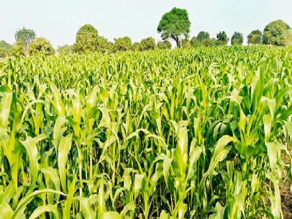 Due to good planning, due to good planning, there is a blooming farming | दुष्काळातही उत्कृष्ट नियोजनाने माळरानावर फुलविली शेती