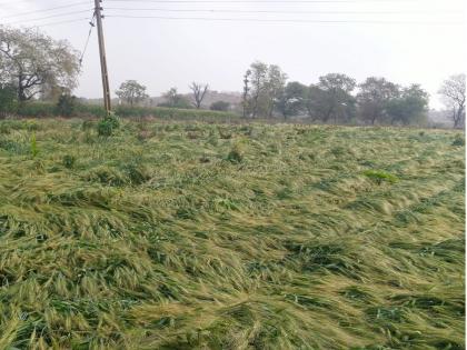 Untimely rain slashing of wheat, caused severe damage to rabi crops | शेतकऱ्यांवर संकट! अवकाळी पावसाच्या तडाख्याने गहू झाला आडवा, रब्बी पिकांचे मोठे नुकसान