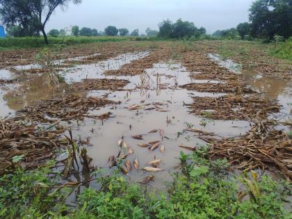 A month-long inspection by the company of heavy rains, 1947 losses of farmers and given a list of 12 people | अतिवृष्टीची कंपनीकडून महिनाभराने पाहणी, शेकडो शेतकऱ्यांचे नुकसान अन् घेऊन आले १२ नावे