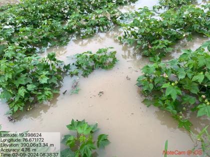 The sky is torn! Crop damage on 11.67 lakh hectares in Marathwada due to stormy winds, heavy rains | आभाळ फाटले! वादळी वारे, अतिवृष्टीने मराठवाड्यातील ११.६७ लाख हेक्टरवरील पिकांचे नुकसान