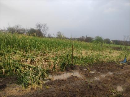 1500 hectares of crops in Latur district; Orchards are the most affected | लातूर जिल्ह्यात दीड हजार हेक्टरवरील पिके मातीमोल; फळबागांना सर्वाधिक फटका