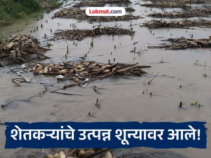अवकाळीने काढले दिवाळीतच दिवाळे; मक्याच्या कणसांना कोंब, कापसाच्या वाती, दुहेरी संकट