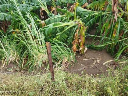 Damage to crops on 12 thousand hectares due to unseasonal rain in Latur! | लातूर जिल्ह्यात अवकाळी पावसाने १२ हजार हेक्टरवरील पिकांचे नुकसान !