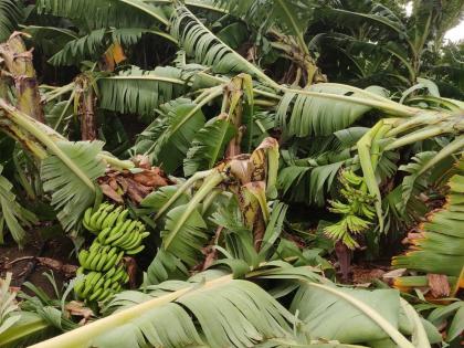 Hail in Hingoli district with unseasonal rain; Turmeric soaked, damage to banana plantations | अवकाळी पावसासह हिंगोली जिल्ह्यात गारांचा पाऊस; हळद भिजली, केळींच्या बागांचे नुकसान