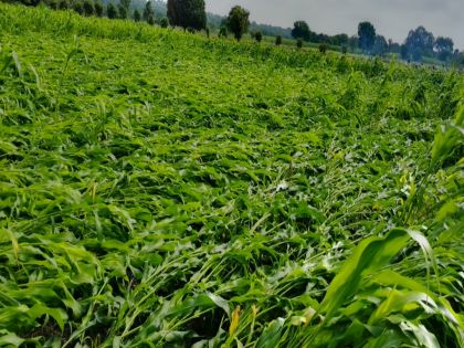 unseasonal rain hits 13 revenue mandals in Latur; Sugarcane-Jwari crop loss, fear of disease on crops | अवकाळीने लातूरातील १३ मंडळांना झोडपले; ऊस-ज्वारीस फटका, पिकांवर रोगाची भीती