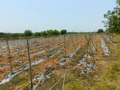 Unseasonal rains hit tomato crops for the third time | अडचणी शेतकऱ्यांची पाठ सोडेना, अवकाळी पावसाचा टोमॅटो पिकांना तिसऱ्यांदा फटका