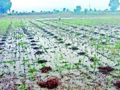 78 percent Panchnama of heavy rain damage in Marathwada complete | मराठवाड्यात अतिवृष्टीने झालेल्या नुकसानीचे ७८ टक्के पंचनामे पूर्ण