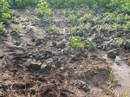 Insurance company refuses to assess crops damaged by heavy rain; Farmers loss in Beed | अतिवृष्टीने पीकांचे नुकसान, मात्र पंचनाम्यास विमा कंपनीचा नकार; बीडमध्ये शेतकऱ्यांना फटका Insurance company refuses to assess crops damaged by heavy rain; Farmers loss in Beed | अतिवृष्टीने पीकांचे नुकसान, मात्र पंचनाम्यास विमा कंपनीचा नकार; बीडमध्ये शेतकऱ्यांना फटका