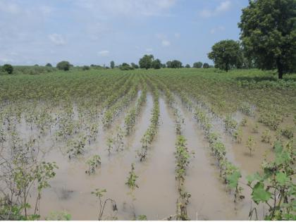 When will the 'wet drought' occur? Farmers in Marathwada are in trouble, crops in 5,000 villages are in mud | ‘ओला दुष्काळ’ कधी? मराठवाड्यातील शेतकरी संकटात, ५ हजार गावांतील पिकांचा चिखल