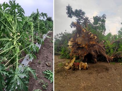 Hingolis hit by unseasonal weather for third day in a row; Trees were uprooted, letters were also blown away | हिंगोलीस सलग तिसऱ्या दिवशीही अवकाळीचा तडाखा; झाडे उन्मळून पडली, पत्रेही उडून गेले