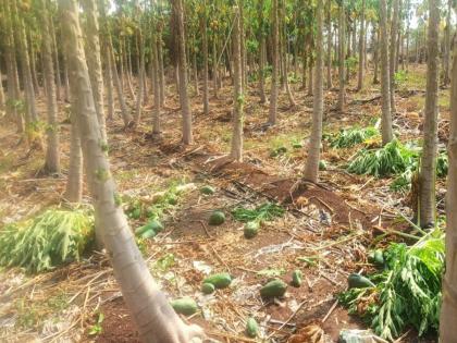 A sudden storm blows the leaves off the hut, the farmer dies from the hailstorm | अचानक आलेल्या वादळाने झोपडीवरील पत्रे उडाली, गारपीटीच्या तडाख्याने शेतकऱ्याचा मृत्यू