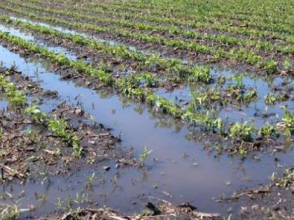 State government decides to reduce crop damage compensation amount | पीक नुकसानभरपाईच्या मदत रकमेत आता कपात; तीनऐवजी दोन हेक्टरपर्यंतच मिळणार मदत State government decides to reduce crop damage compensation amount | पीक नुकसानभरपाईच्या मदत रकमेत आता कपात; तीनऐवजी दोन हेक्टरपर्यंतच मिळणार मदत