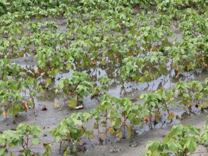 Punchnama of crop damage due to excessive rains and floods | अतिवृष्टी, पुरामुळे झालेल्या पीक नुकसानाचे होणार पंचनामे