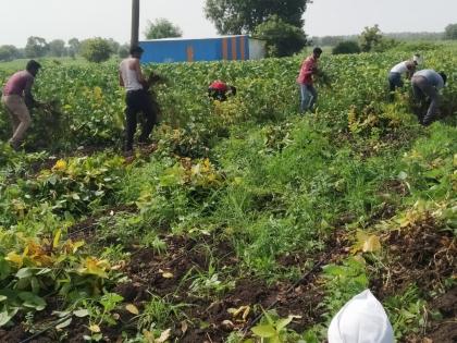 Soybean crop of one and a half acres was uprooted, the farmer was in tears as the expenses were not paid | दीड एकरातील सोयाबीन पिक उपटून टाकले, खर्चही न निघाल्याने शेतकऱ्यास अश्रू अनावर