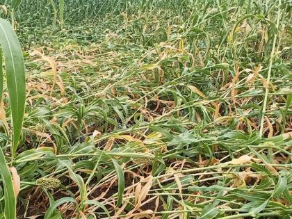 Major crop damage due to untimely rains in Parbhani district | परभणी जिल्ह्यात अवकाळी पावसाने पिकांचे मोठे नुकसान