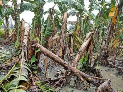 farmers in maharashtra damage crops helpless heavy rain the collector became shukracharya insurance money | Maharashtra| शेतकऱ्यांच्या मदतीत जिल्हाधिकारीच बनले ‘शुक्राचार्य’