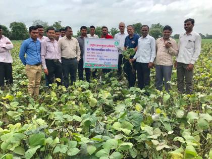 Responding to the farmers of the Mug Peak Testimonies | मुग पीक प्रात्याक्षिकास शेतकऱ्यांचा प्रतिसाद 