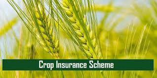 11 district-wise companies for crop insurance of farmers, approved to implement scheme for three years | शेतकऱ्यांच्या पीक विम्यासाठी जिल्हानिहाय ११ कंपन्या, तीन वर्षांसाठी योजना राबविण्यास मान्यता