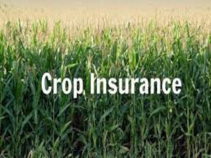 Only farmers in Chhatrapati Sambhajinagar district are deprived of crop insurance advances | केवळ छत्रपती संभाजीनगर जिल्ह्यातील शेतकरी पीक विम्याच्या अग्रिमपासून वंचित