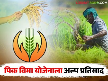 There has been a big drop in the number of farmers taking out crop insurance this year; Read what is the reason? | पिक विमा उतरवणाऱ्या शेतकऱ्यांच्या संख्येत यंदा मोठी घट; वाचा काय आहे कारण? There has been a big drop in the number of farmers taking out crop insurance this year; Read what is the reason? | पिक विमा उतरवणाऱ्या शेतकऱ्यांच्या संख्येत यंदा मोठी घट; वाचा काय आहे कारण?