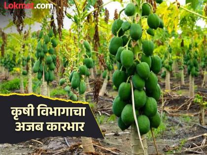 How will the government manage this? Only 31 hours given to pay for fruit crop insurance | हे कसे जमणार सरकार? फळपीकविमा भरण्यासाठी शेतकऱ्यांना फक्त ३१ तासांचा दिला वेळ How will the government manage this? Only 31 hours given to pay for fruit crop insurance | हे कसे जमणार सरकार? फळपीकविमा भरण्यासाठी शेतकऱ्यांना फक्त ३१ तासांचा दिला वेळ