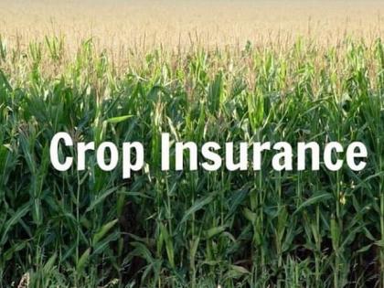 Waiting for the previous crop insurance, now to get a new one or not? | मागील पीक विम्याचीच प्रतीक्षा,  आता नवीन काढावा की नाही?