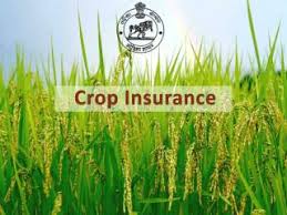  Crop Insurance Scheme for Rabbi Season; Term till 31st December | रब्बी हंगामासाठी पीक विमा योजना;  ३१ डिसेंबरपर्यंत मुदत