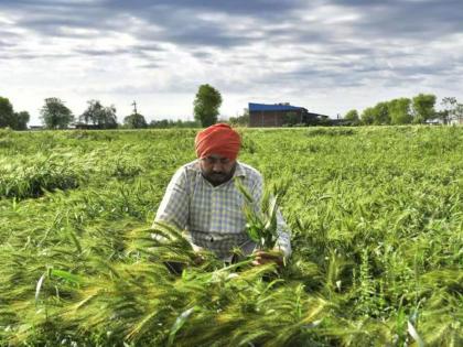 If you charge too much for crop insurance, you will lose your license forever | पीक विम्यासाठी जादा पैसे घ्याल, तर परवाना कायमस्वरूपी गमवाल