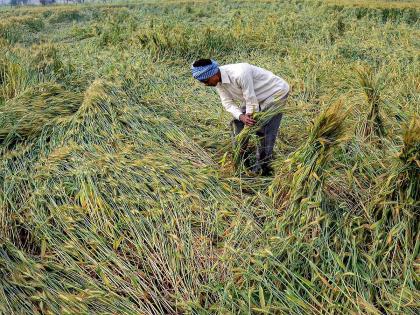 Crop loss over one lakh hectares, worst loss in Nashik, Buldhana; 6 people died | एक लाख हेक्टरवरील पिकांची माती, सर्वाधिक नुकसान नाशिक, बुलढाण्यात; ६ जणांचा मृत्यू