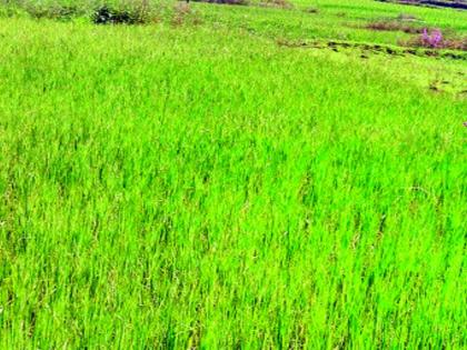 pune agriculture News | करपा, तांबेरा आणि खोडकिडा रोगांमुळे भातपिकावर संकट